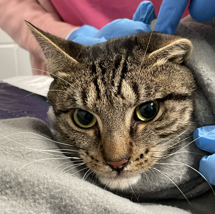 Maggie.H, Verified Customer